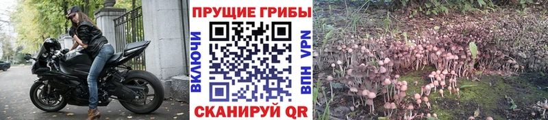 Галлюциногенные грибы ЛСД  Багратионовск 